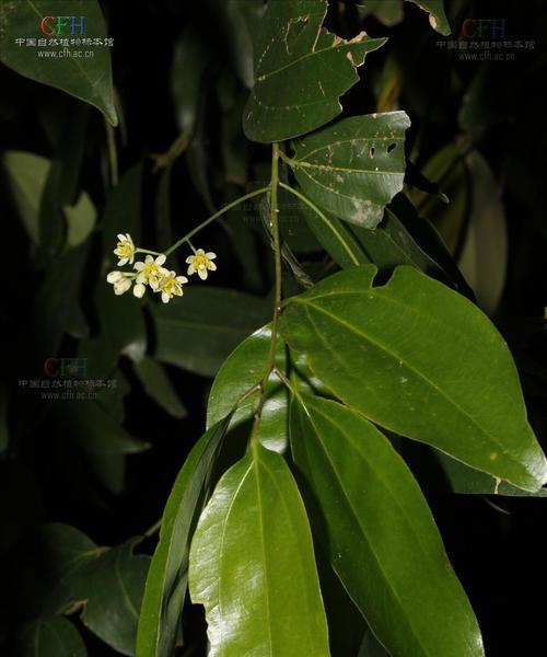 肉桂色素在植物中的作用是什么？有哪些来源？