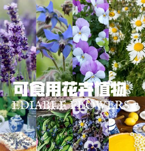 场坝适合种哪些花卉？有哪些花卉能在场坝生长？