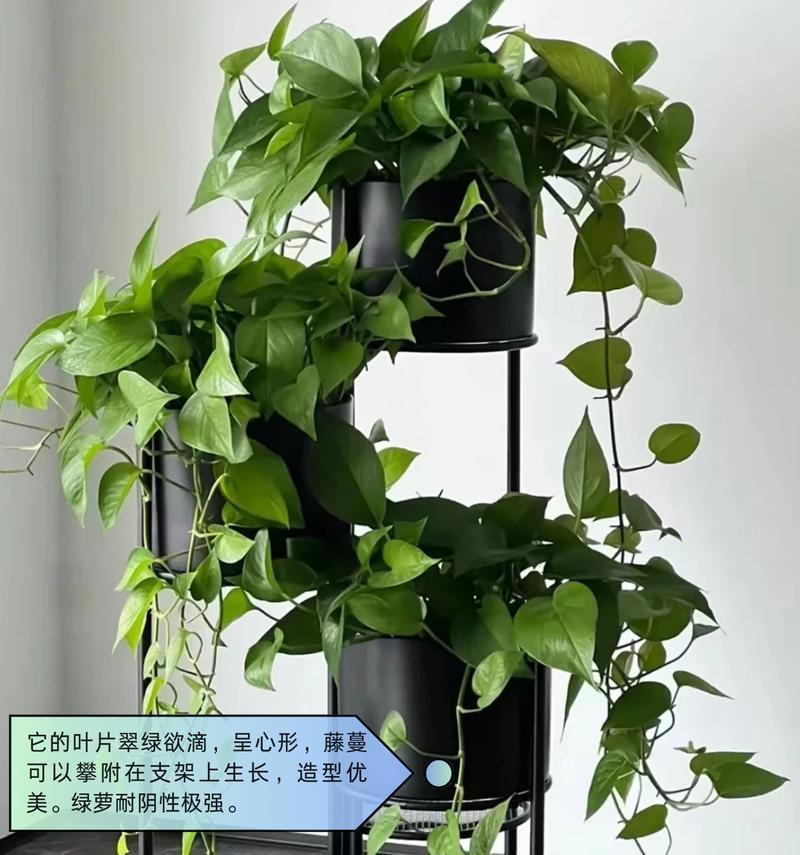 什么室内植物耐阴？如何选择适合阴暗环境的植物？