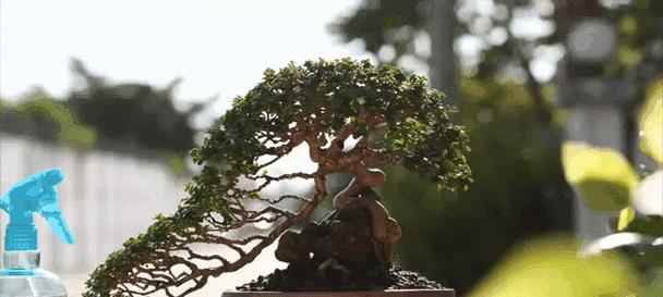 什么室内植物耐阴？如何选择适合阴暗环境的植物？