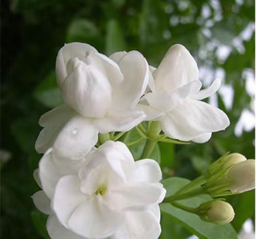 七支茉莉的花语寓意是什么？