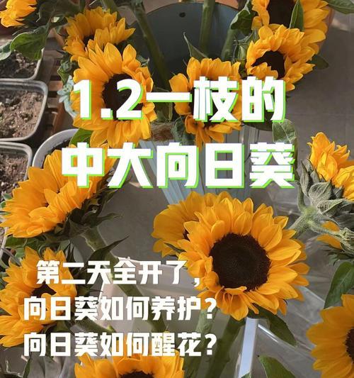 红虎金虎仙人球的养护技巧是什么？