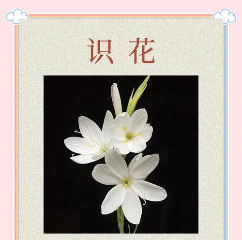 七支茉莉的花语寓意是什么？