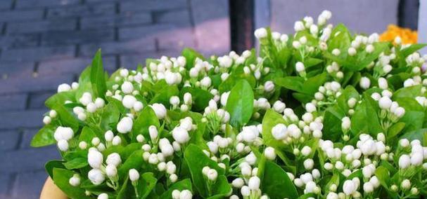 七支茉莉的花语寓意是什么？