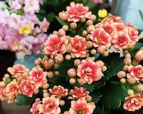 牡丹花盆栽方法是什么？如何确保花开茂盛？