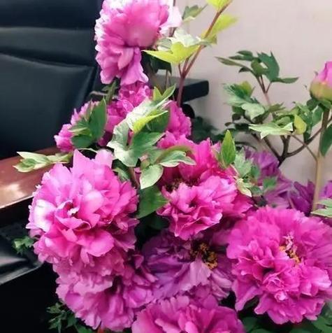 牡丹花盆栽方法是什么？如何确保花开茂盛？