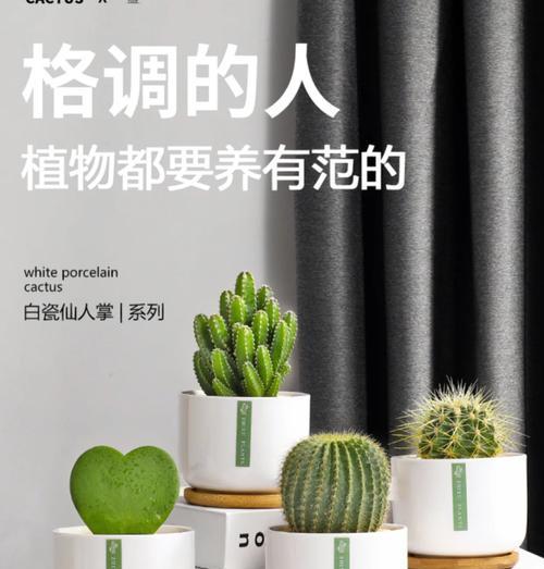 一盆小仙人球怎么养护好？小仙人球的日常护理要点有哪些？