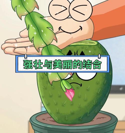 仙人球嫁接三角柱的正确使用方法？