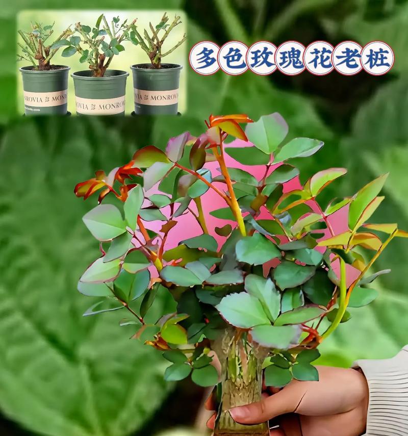 超大朵玫瑰花盆栽的养护方法是什么？
