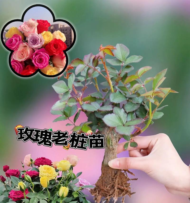 超大朵玫瑰花盆栽的养护方法是什么？