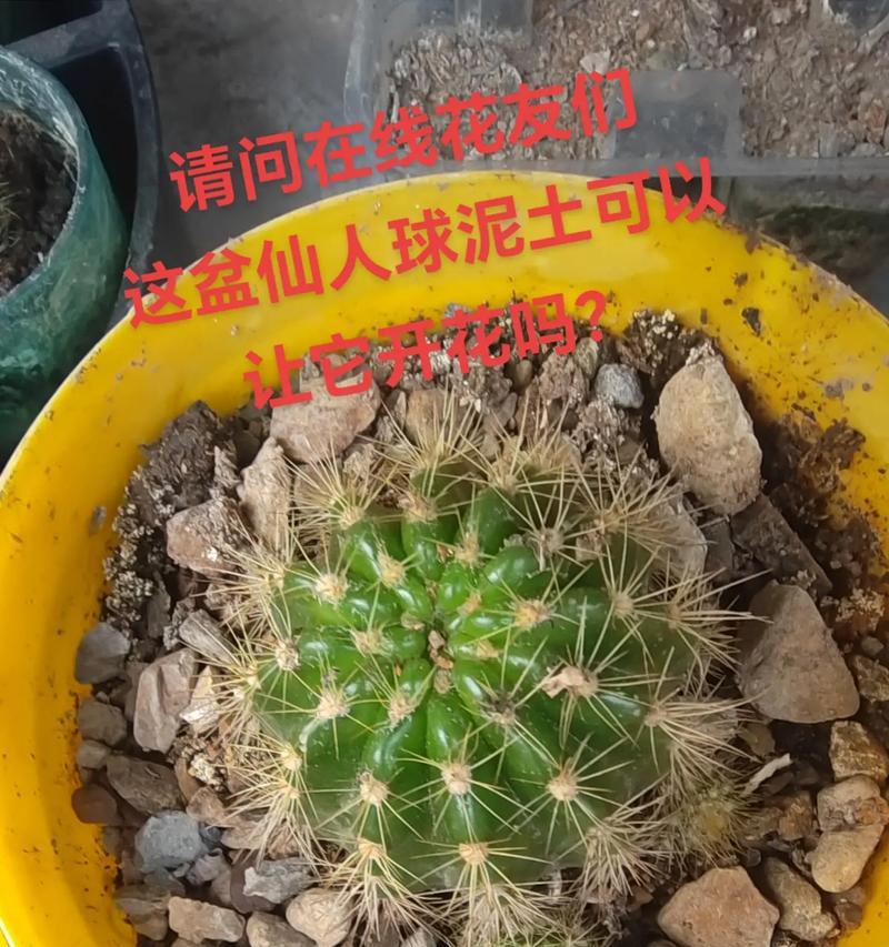 仙人球蜘蛛眼的养殖难度如何？如何正确养护仙人球蜘蛛眼？