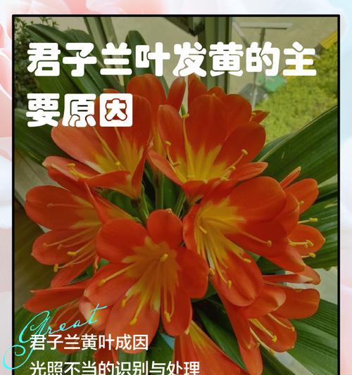 君子兰叶子发黄的可能原因有哪些？