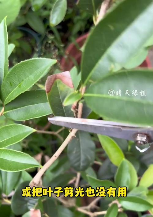 君子兰叶子发黄的可能原因有哪些？