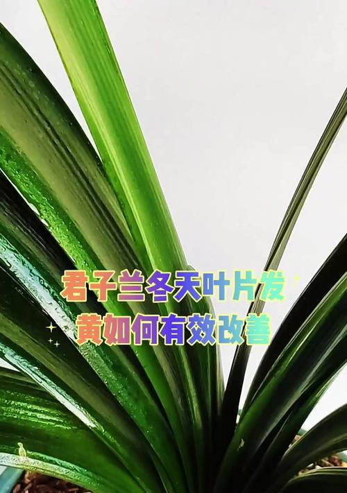 君子兰叶子发黄的可能原因有哪些？