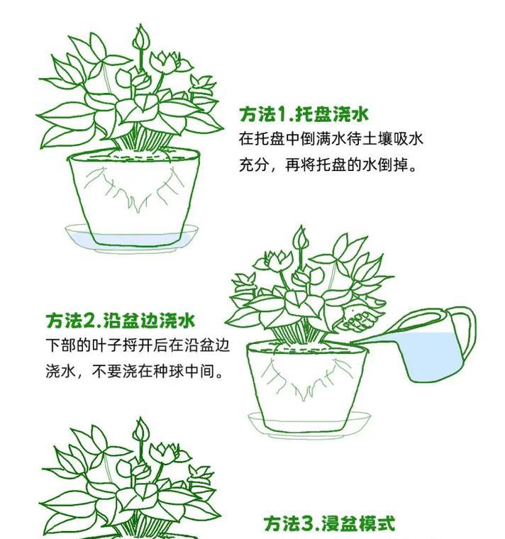 皇冠开花仙人球如何浇水？浇水的正确方法是什么？