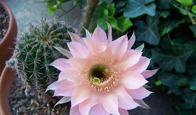 丸子叨叨叨花语是什么生肖？花语与生肖的有趣关联？