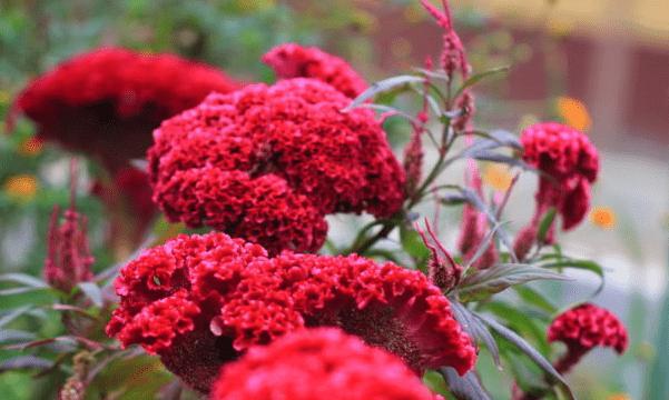 丸子叨叨叨花语是什么生肖？花语与生肖的有趣关联？