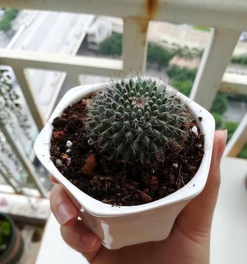 皇冠开花仙人球如何浇水？浇水的正确方法是什么？