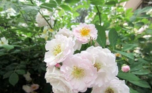 琉璃蔷薇的花语及其象征意义是什么？