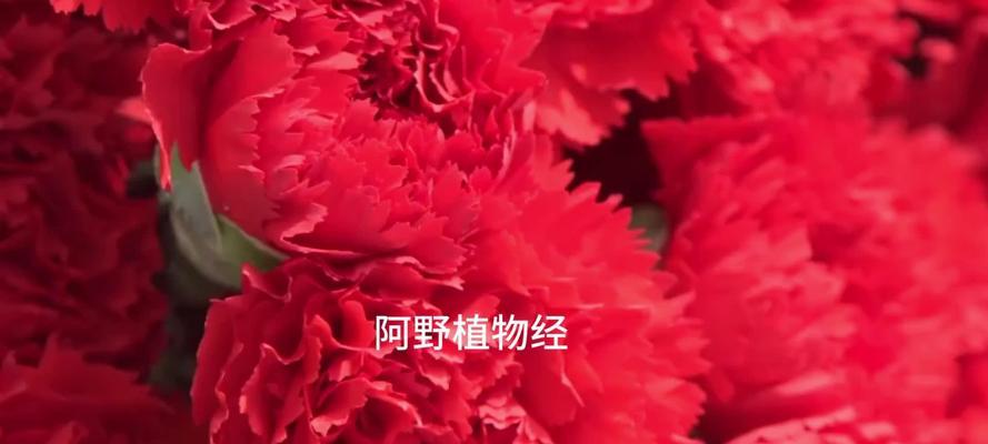 红色康乃馨二十束的花语有何特别之处？