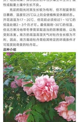 冬季牡丹花浇水方法？如何避免冻害？