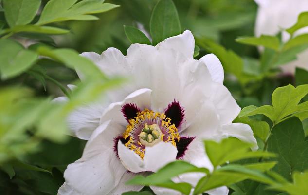 冬季牡丹花浇水方法？如何避免冻害？