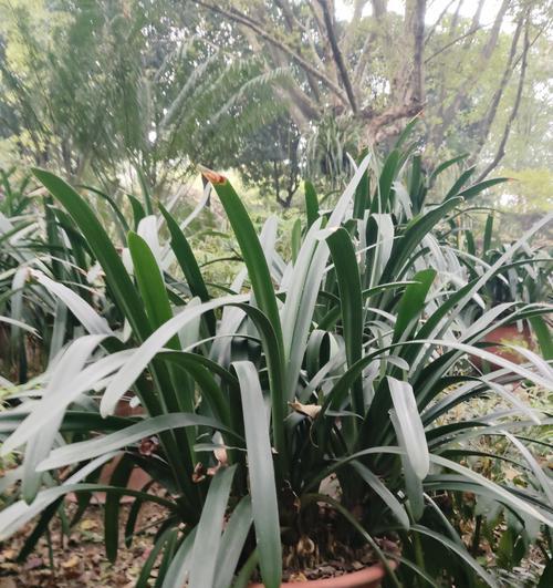 兰花送人代表什么？兰花的花语有哪些含义？