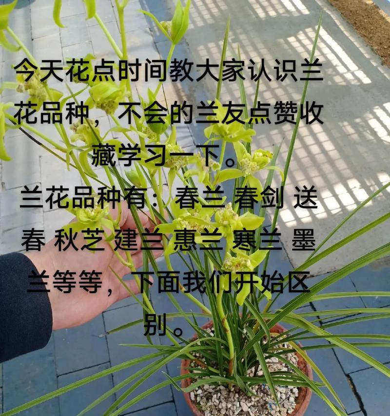 兰花送人代表什么？兰花的花语有哪些含义？