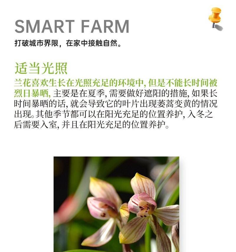 兰花送人代表什么？兰花的花语有哪些含义？