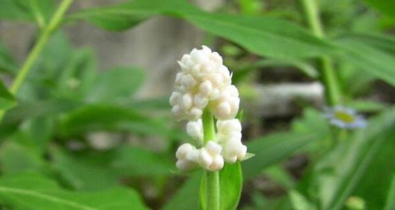 你的冷漠热播版花语是什么？花语背后的含义是什么？