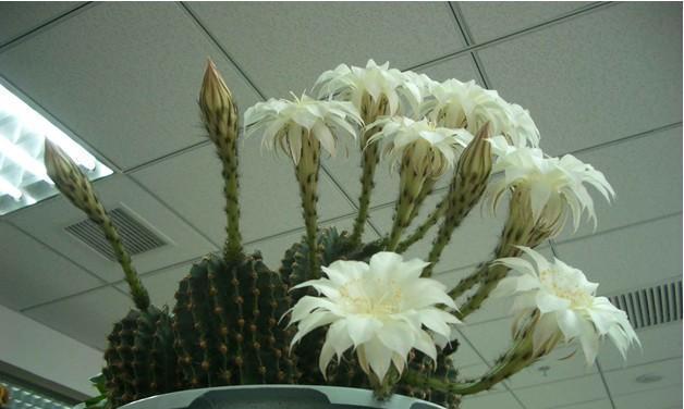 未开花仙人球的修剪叶子技巧是什么？如何促进开花？