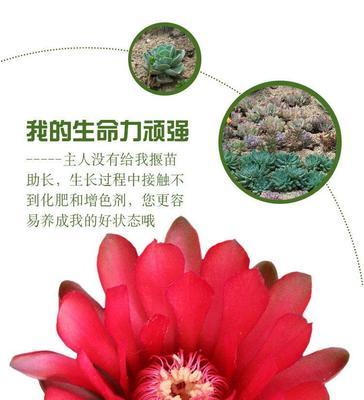 未开花仙人球的修剪叶子技巧是什么？如何促进开花？