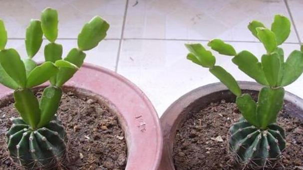 未开花仙人球的修剪叶子技巧是什么？如何促进开花？