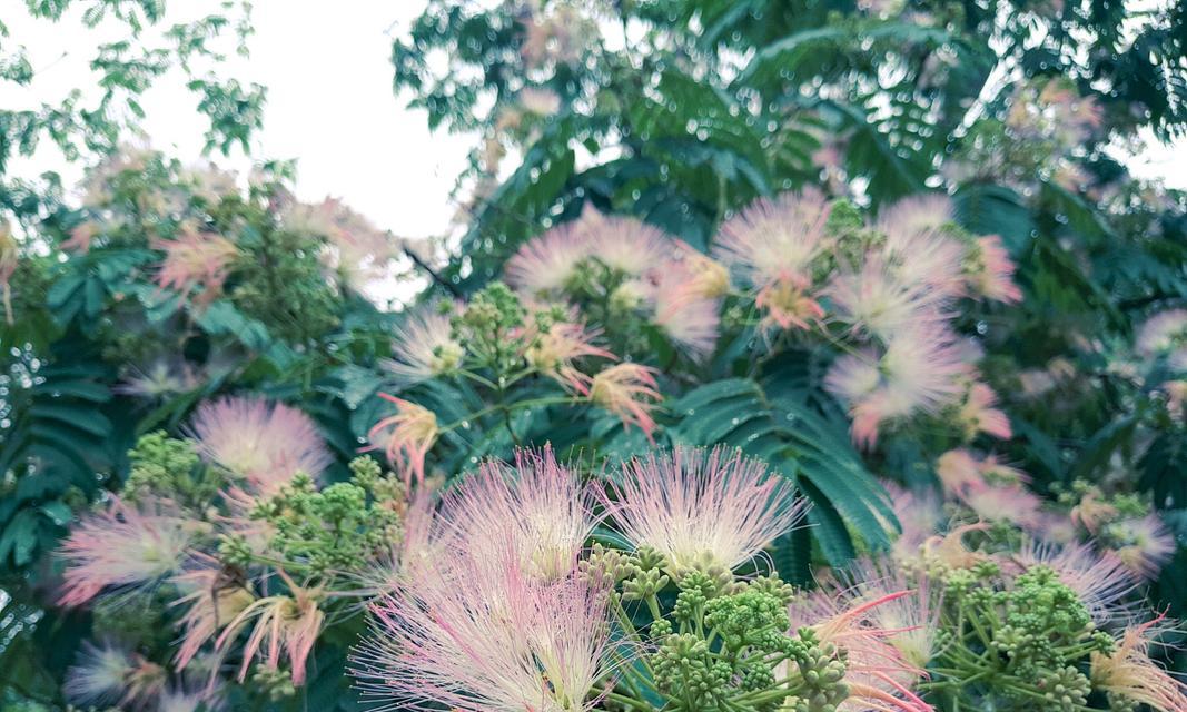 树的花语有哪些？它们各自代表什么意义？