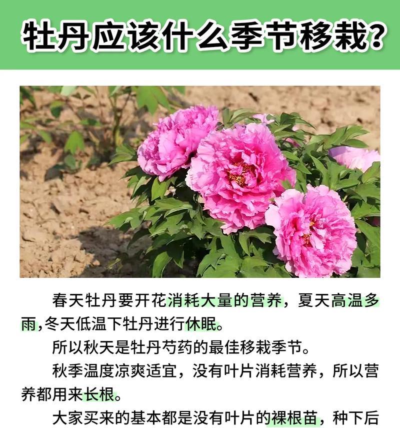 如何处理牡丹花嫩芽变绿的问题？