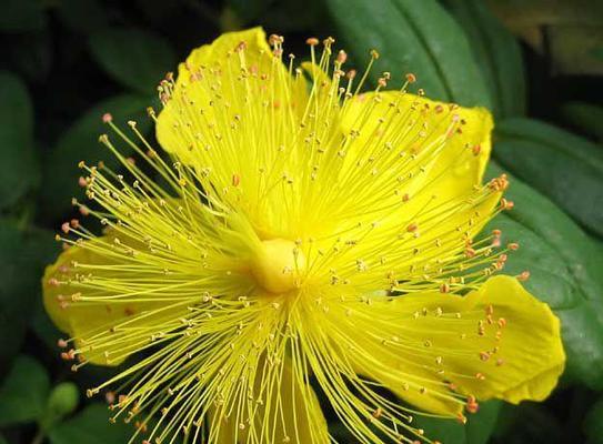 白色骷髅花代表什么含义？花语有何特别之处？