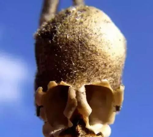 白色骷髅花代表什么含义？花语有何特别之处？