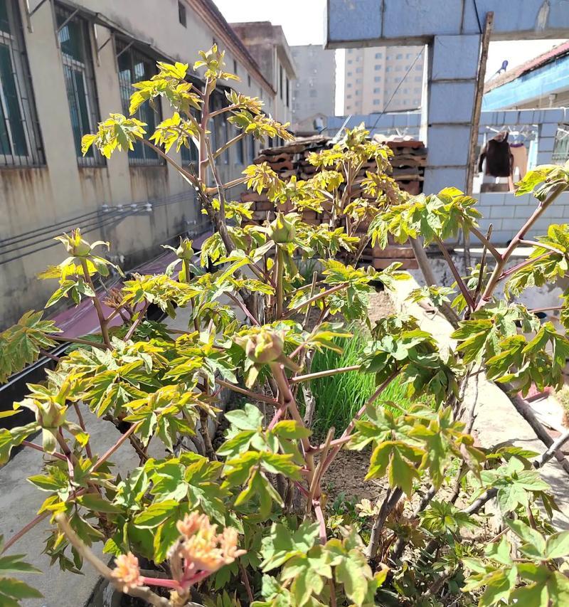 牡丹花骨朵期的养护技巧是什么？