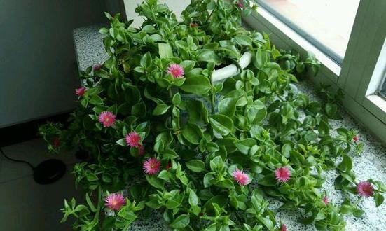 牡丹花骨朵期的养护技巧是什么？