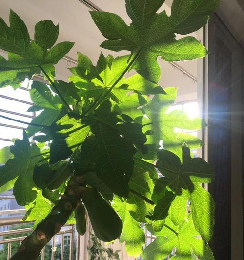 福伦君子兰种子的种植技巧是什么？