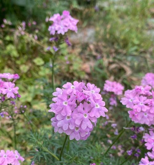 细叶花语是什么植物？它有何特别之处？