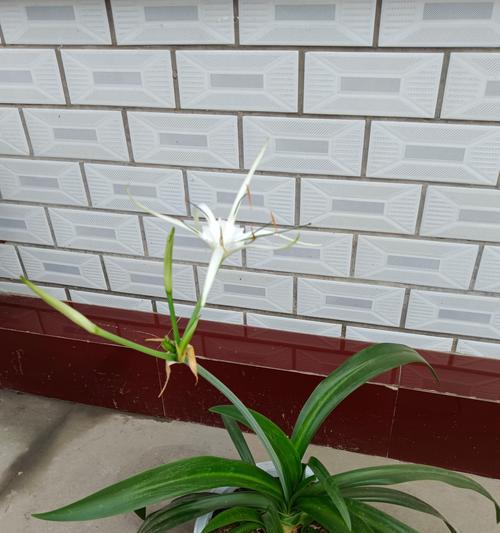 君子兰春季开花不正常怎么办？