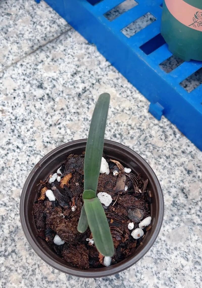 君子兰春季开花不正常怎么办？