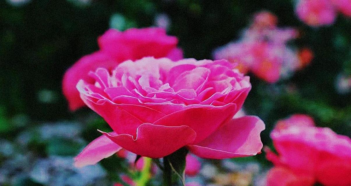 红色月季花的花语和寓意是什么？红色月季花代表什么？