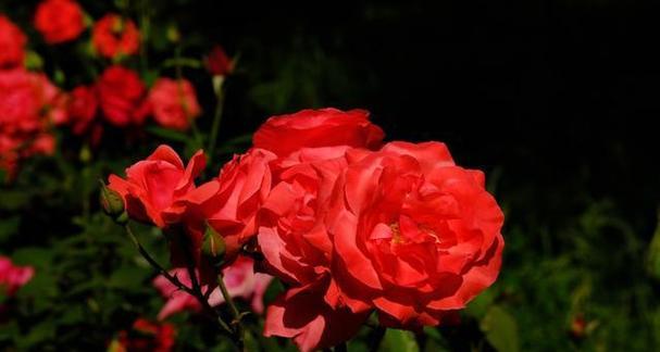 红色月季花的花语和寓意是什么？红色月季花代表什么？