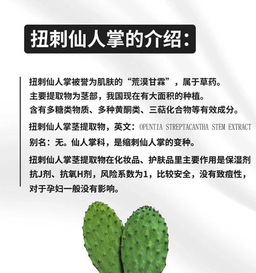 仙人掌大片种植的秘诀是什么？