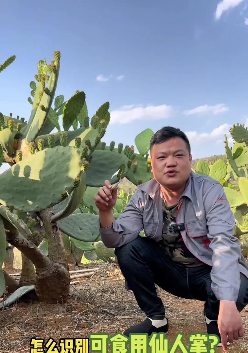 仙人掌大片种植的秘诀是什么？