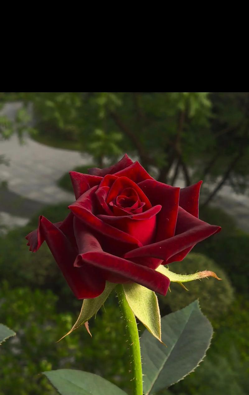 红色月季花的花语和寓意是什么？红色月季花代表什么？