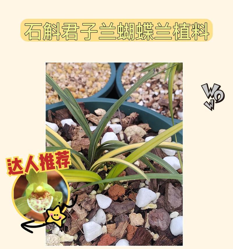 君子兰施肥用鸡蛋有效吗？如何正确使用？