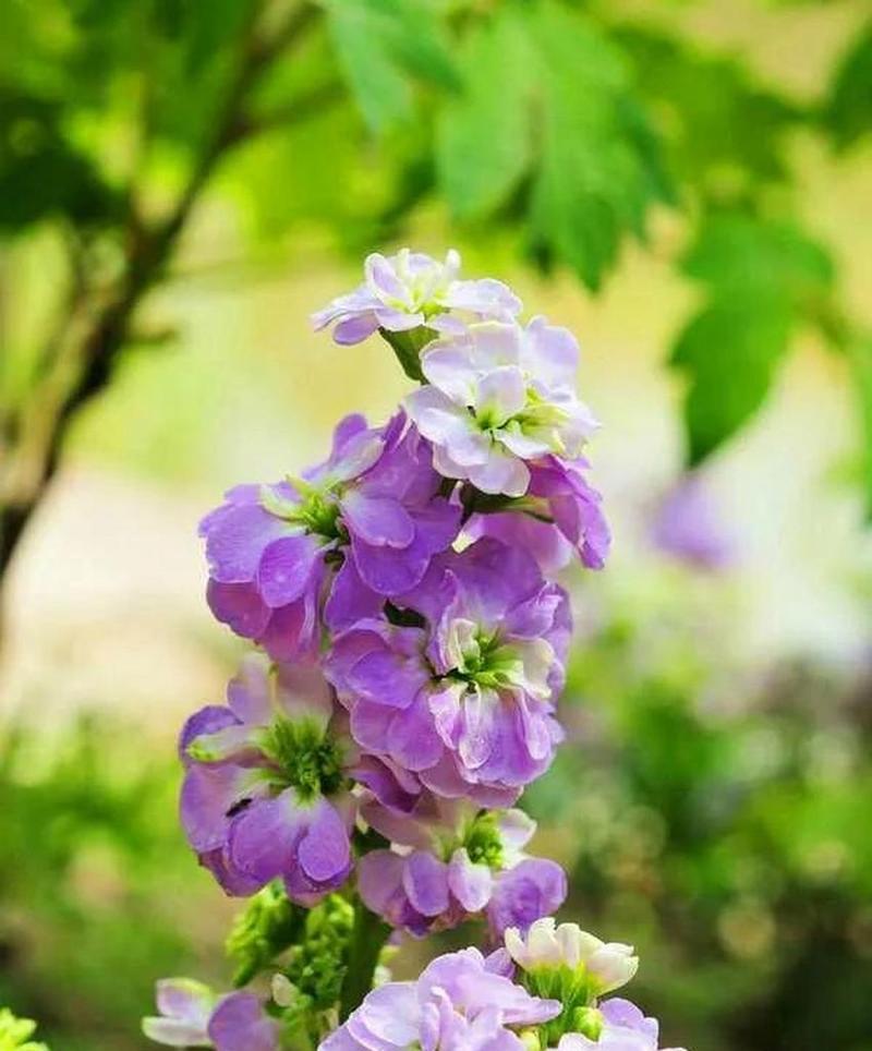 勇敢暗恋的花语有哪些？它代表着什么？